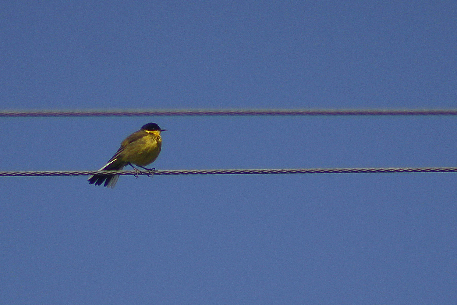 Western Yellow Wagtail